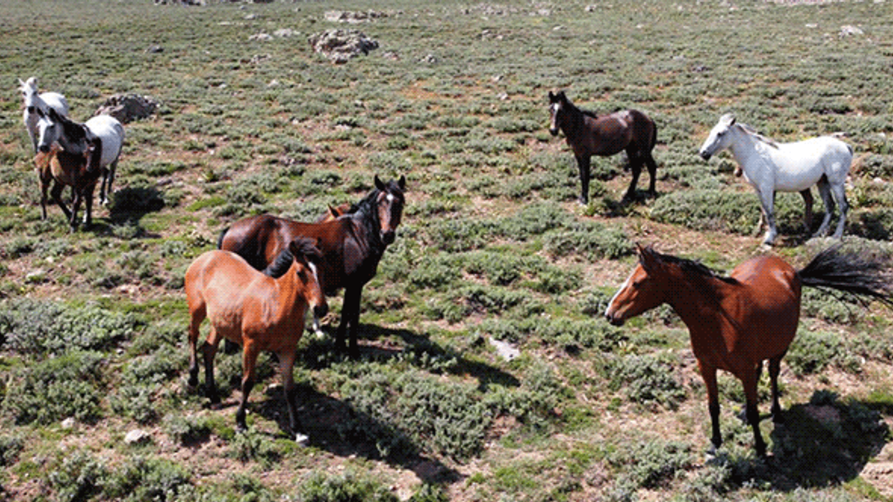 Özgürlüğün sembolü 'Yılkı atları' 2 bin 300 rakımlı yaylada havadan görüntülendi