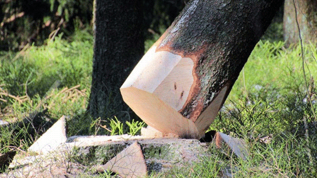 Eskişehir'de bu yatırımla 25 ağaç kesilmekten kurtarıldı