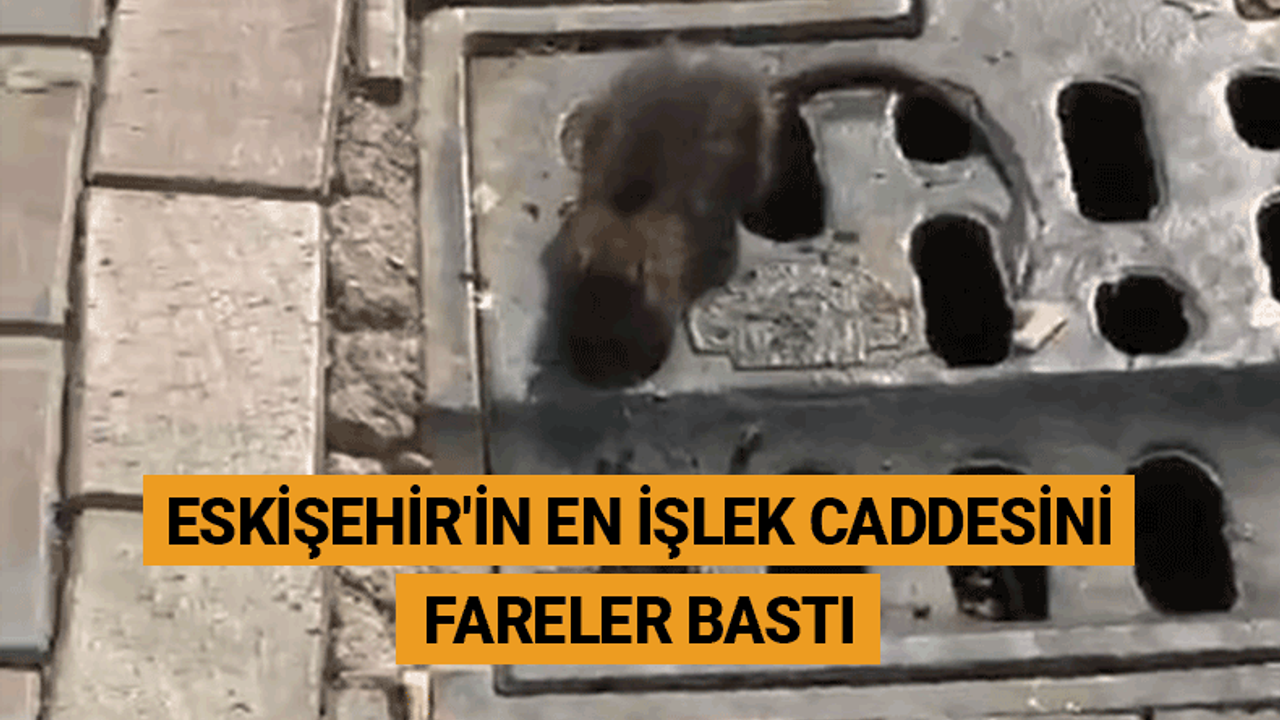 Eskişehir'in en işlek caddesini fareler bastı