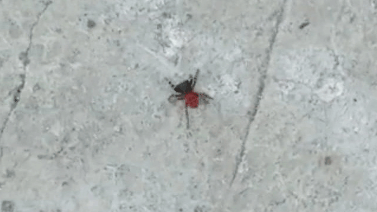 Zehirli uğur böceği örümceği Bozüyük’te görüldü