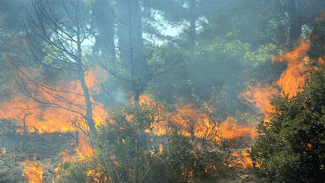 Afyon'da ormanlık alanlarda ateş yakmak yasaklandı