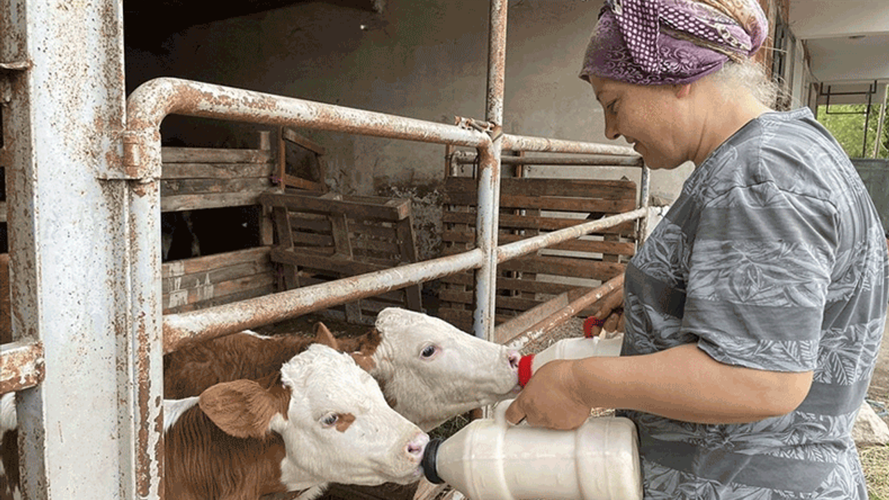 Eskişehir'de Kurban Bayramı öncesi çiftçiye destek müjdesi