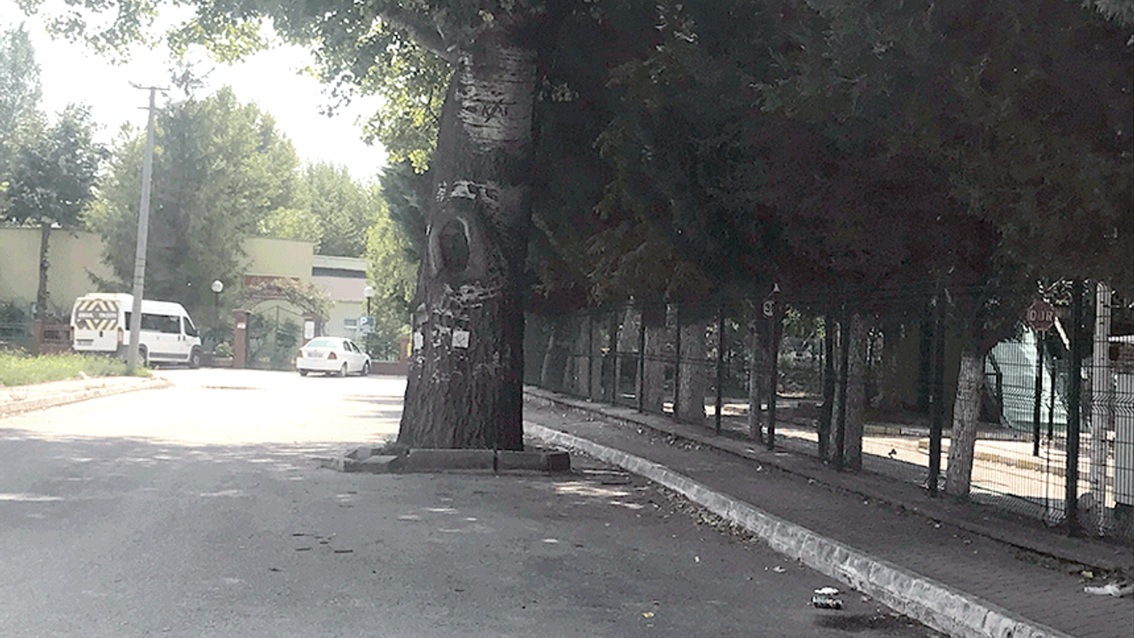 Eskişehir'de bu ağacı yol ortasında gören şaşıp kalıyor