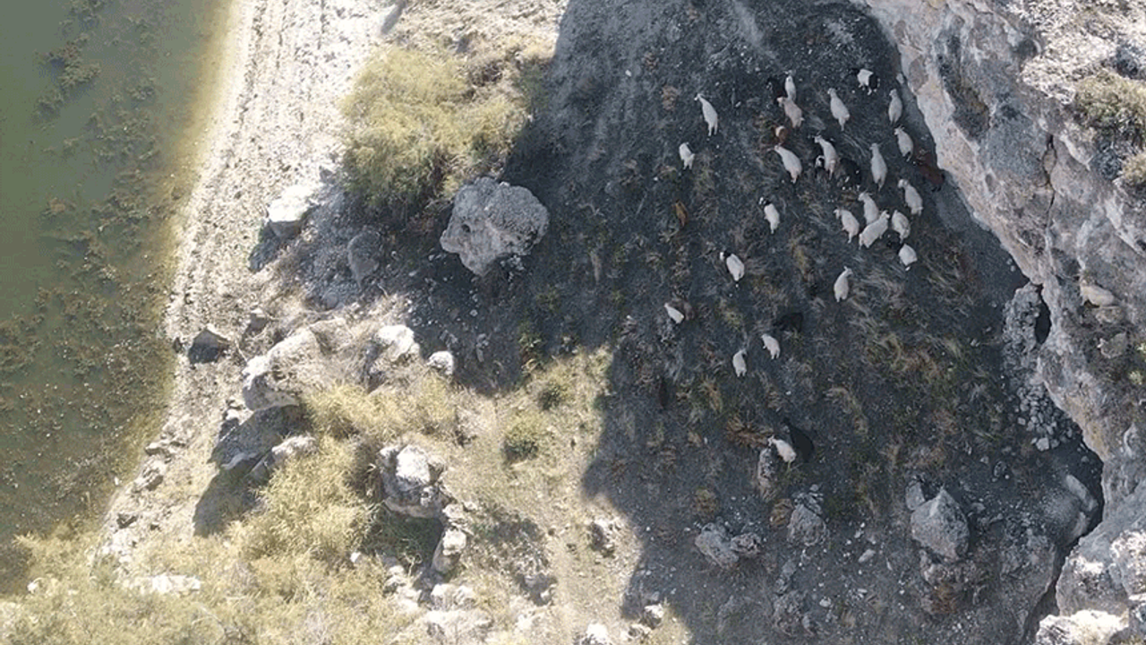 Eskişehir'de 45 koyun dronla bulundu