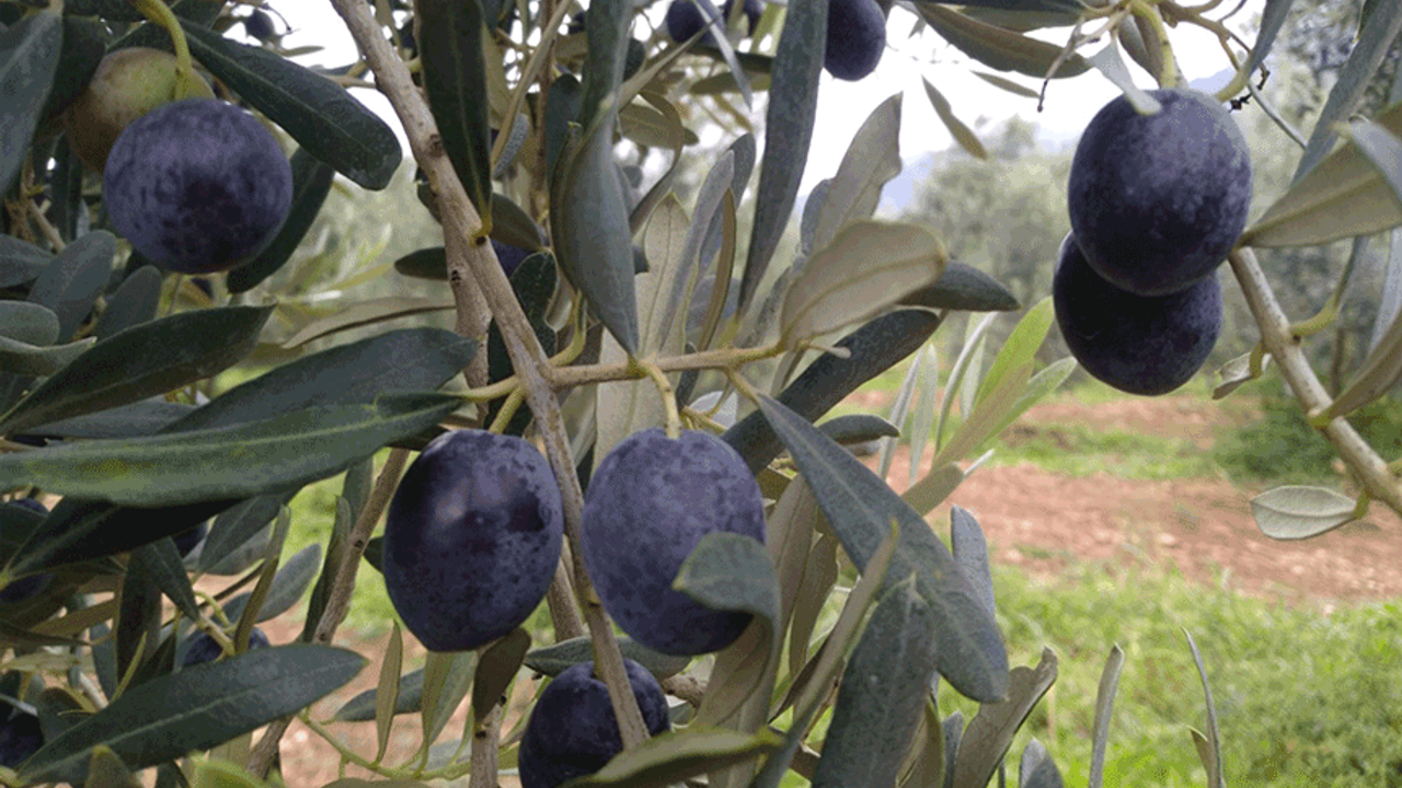 Eskişehir'de zeytin hasadı başladı