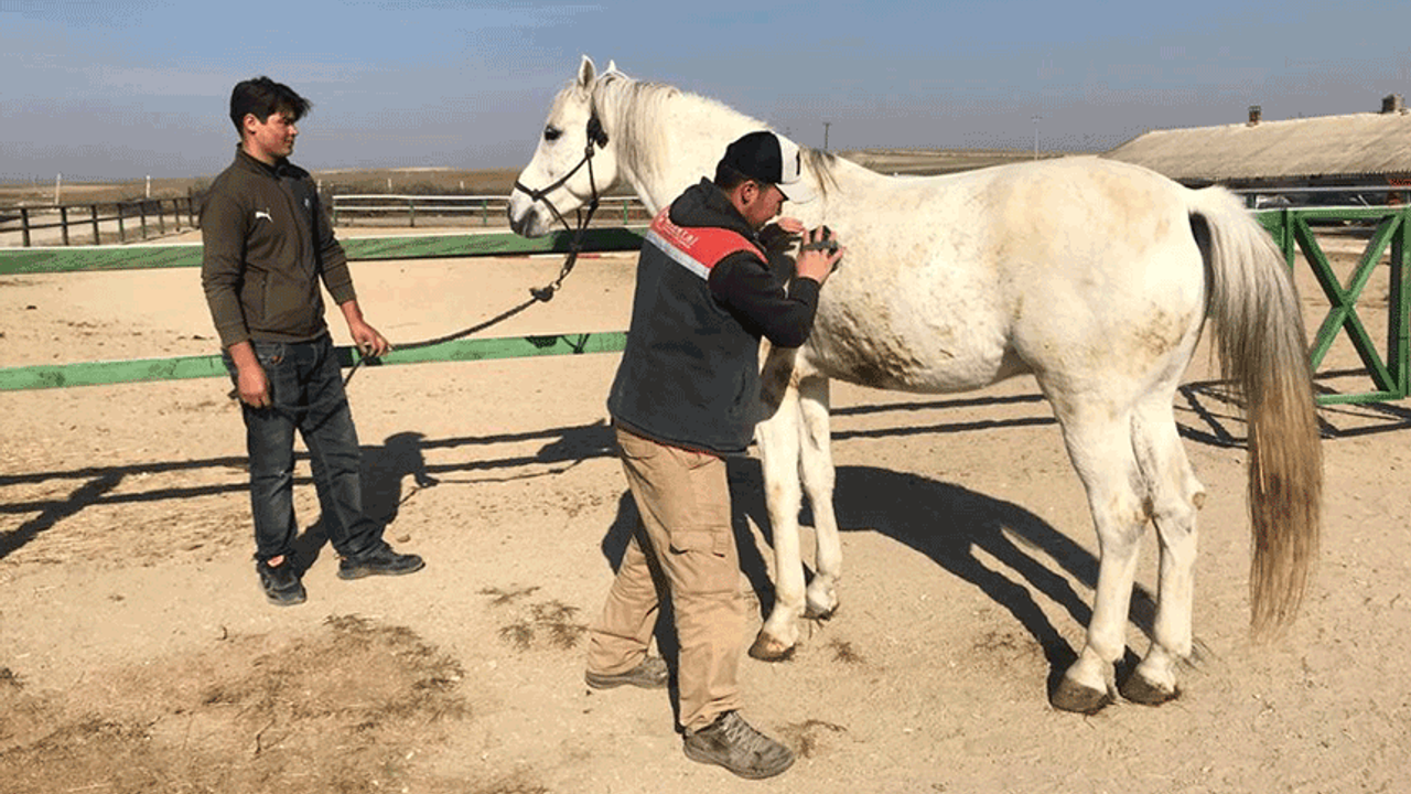 Eskişehir'in sert soğuğunda milyonluk atlara özel bakım