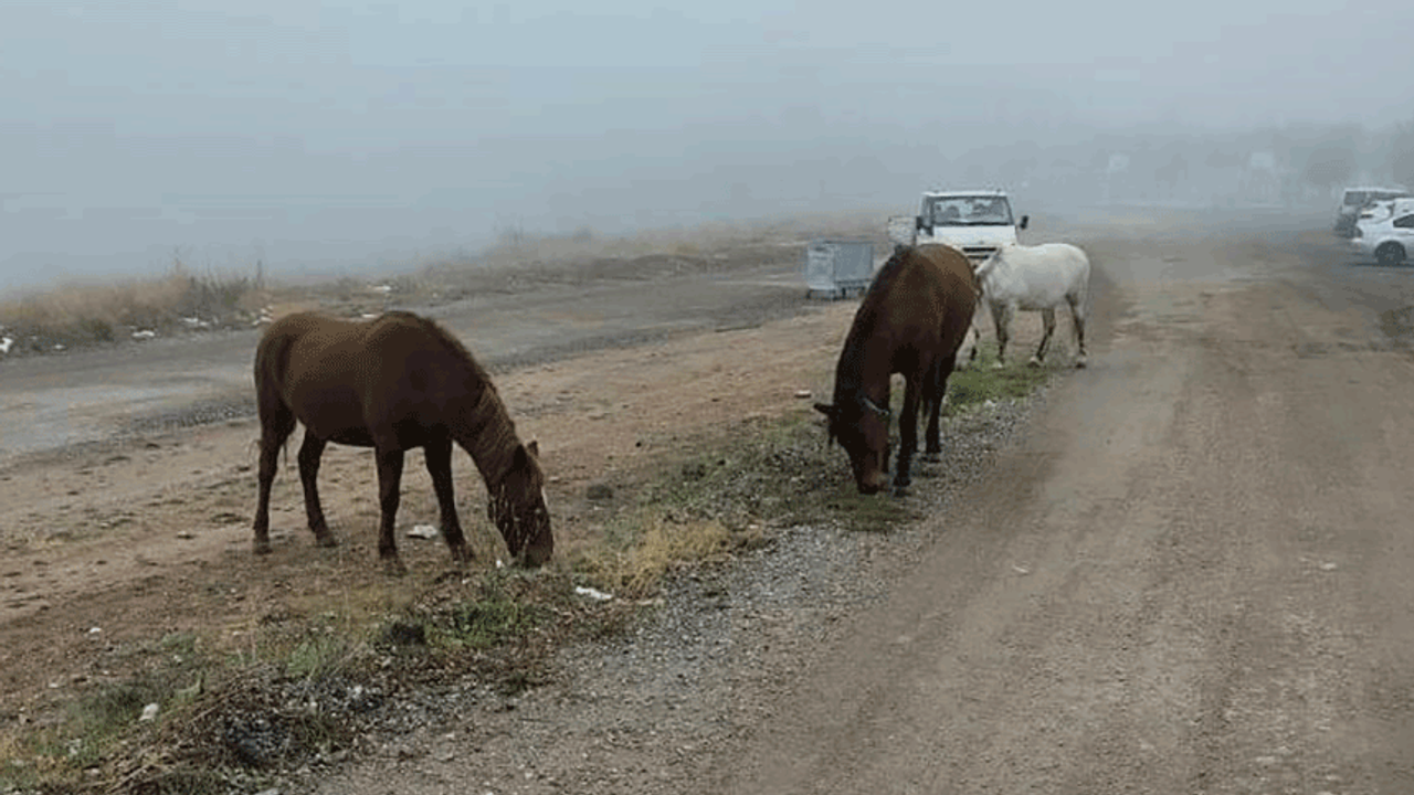 Eskişehir'de başıboş atlar bu sefer o bölgede meydana çıktı