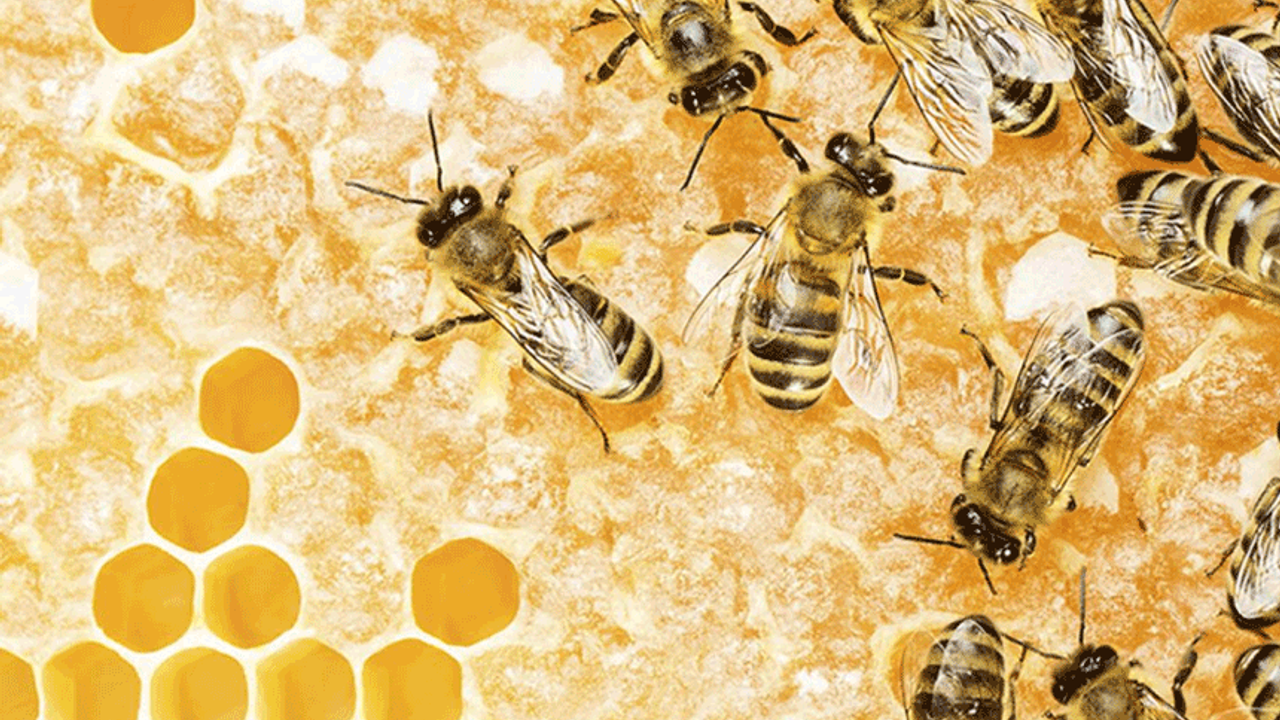 Eskişehir'de arılar kış uykusuna yatamadı! Verim azaldı
