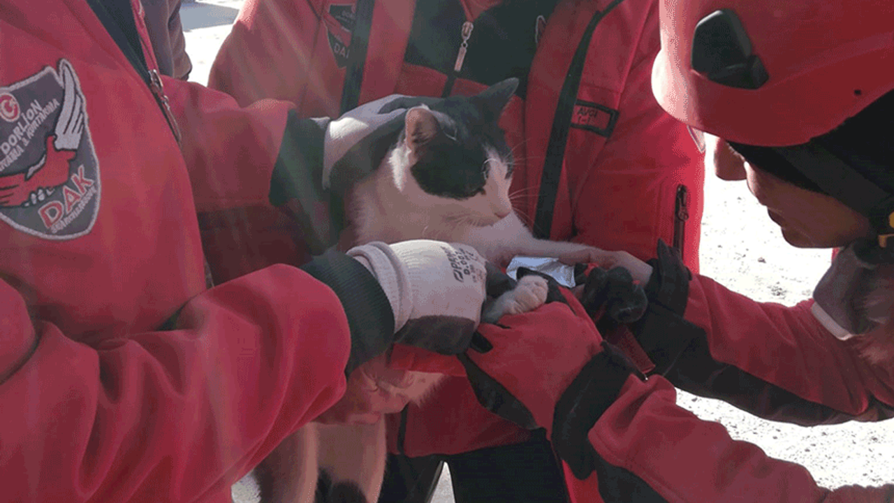 Eskişehir DAK ekibi hamile kediyi enkazdan kurtardı