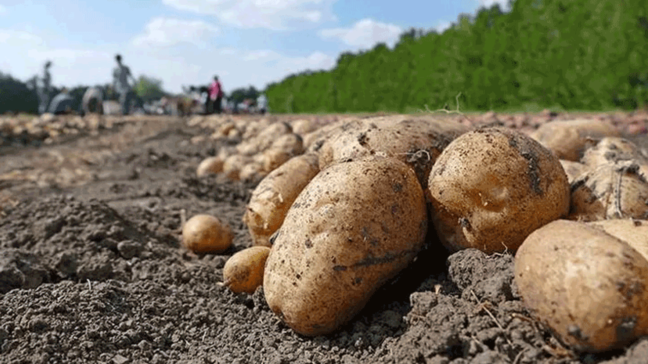 Afyon'da patates üreticilerine önemli uyarı