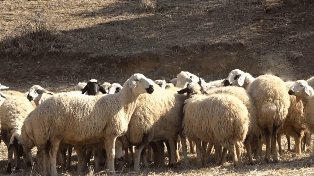 Afyon'da silahlı sopalı çoban kavgası