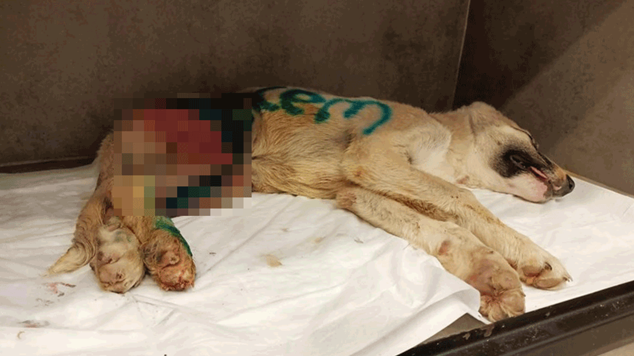 Eskişehir’de çarptığı köpeği ölüme terk edip kaçtı