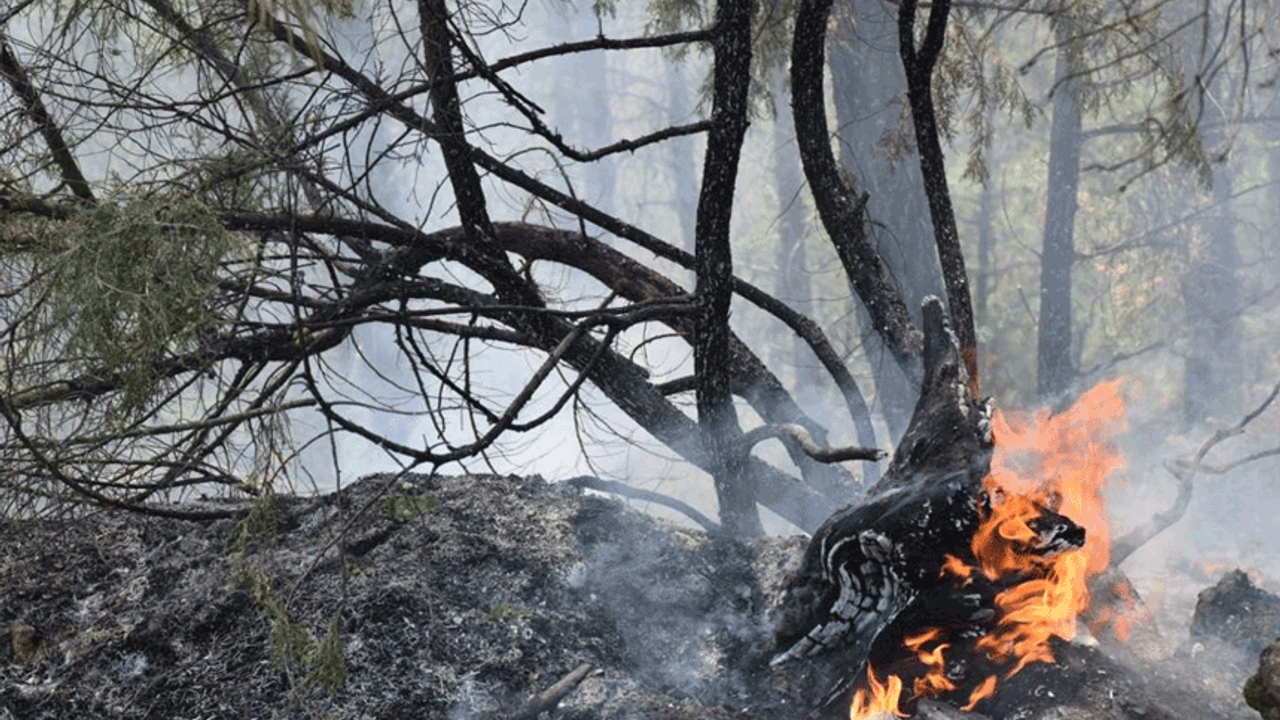 Eskişehir’deki orman yangınında yeni gelişme