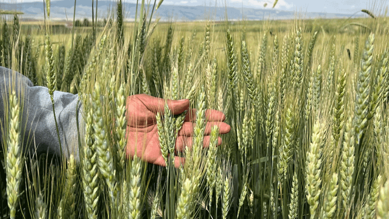 Eskişehir'de çiftçilerin "pas hastalığı" endişesi