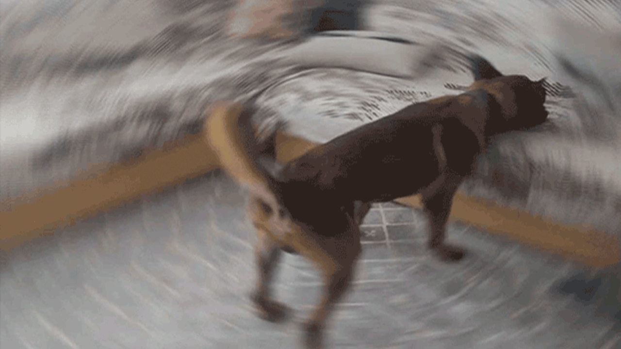 Eskişehir'deki baskında kahraman narkotik köpeği
