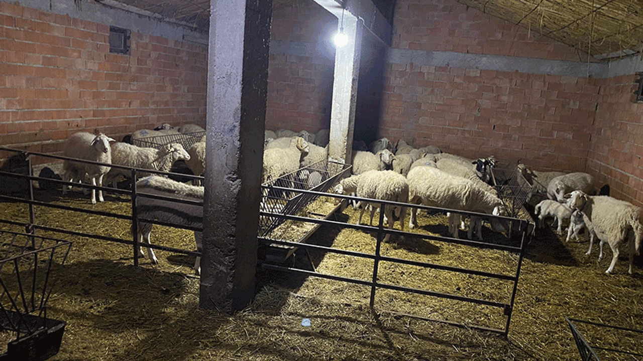Afyonkarahisar'da çalınan 70 koyun ve koç olayı çözüldü