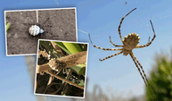 Dünyanın en zehirli örümceği Eskişehir’de görüldü
