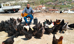 Türkü söylenen tavukların yumurta verimi yüzde 20 arttı
