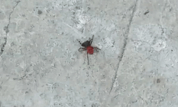 Zehirli uğur böceği örümceği Bozüyük’te görüldü