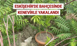 Eskişehir'de bahçesinde kenevirle yakalandı