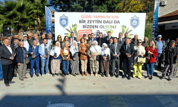 Sakarya Vadisi zeytin bahçesi olacak