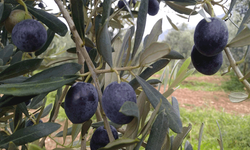 Eskişehir'de zeytin hasadı başladı