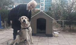 Eskişehir'de 'uyutalım' dedikleri köpeği sevgisiyle hayata bağladı