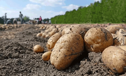 Afyon'da patates üreticilerine önemli uyarı