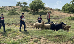 Alpu'da kaybolan hayvanları jandarma buldu