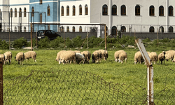 Eskişehir'de futbol sahası koyunların otlama yeri oldu