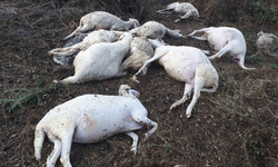 Eskişehir'de yaban hayvanları sürüye saldırdı