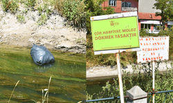 Eskişehir’in mahallesinde sivrisinek istilası
