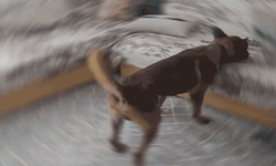 Eskişehir'deki baskında kahraman narkotik köpeği