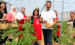 Sivrihisarlı kadınların ilk domates hasadı