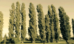 Kütahya'da kavak ağacı kazası