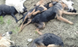 Bilecik'te köpek katliamında gözaltına alınan 5 kişiden 4'ü mahkemeye sevk edildi