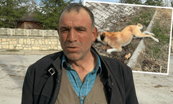 Afyon'da evinin önündeki köpeğin canına kıydılar