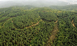 Eskişehir’de büyük tepki: Yüzlerce hektar orman yok olacak!