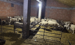 Afyonkarahisar'da çalınan 70 koyun ve koç olayı çözüldü