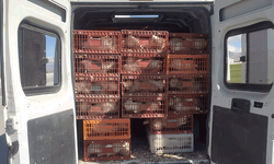 Afyon'da trafik denetimlerinde kaçak tavuklarla yakalandı