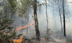 Eskişehir’de korkutan orman yangını