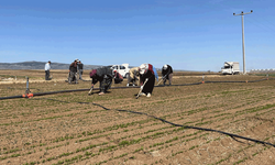Eskişehir’de çiftçiler tarım işçisi bulamıyor
