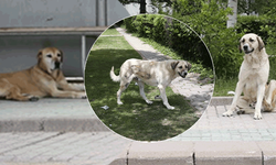 Eskişehir’de sahipsiz köpekler tedirginlik yaratıyor