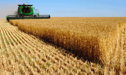 Buğday fiyatı açıklanmayan çiftçi kara kara düşünüyor
