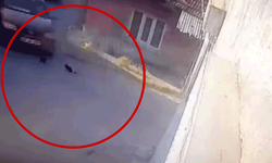 Eskişehir'de iki yavru kediyi ezen sürücüye para cezası