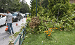 Eskişehir'de şiddetli rüzgar nedeniyle ağaç devrildi