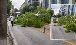 Eskişehir’de şiddetli rüzgardan devrilen ağaç ulaşımı durdurdu