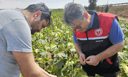 Eskişehir tohumluk üretiminde çığır açıyor