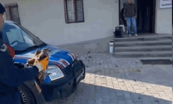 Afyon'da devriye gezen jandarma yaralı hayvanı koruma altına aldı
