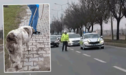 Eskişehir'de göz dolduran hareket: Yaralı köpek için trafiği durdurdular